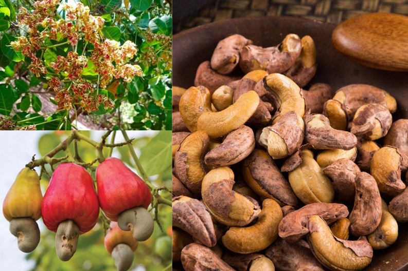 Máy dò kim loại trong hạt điều là gì?